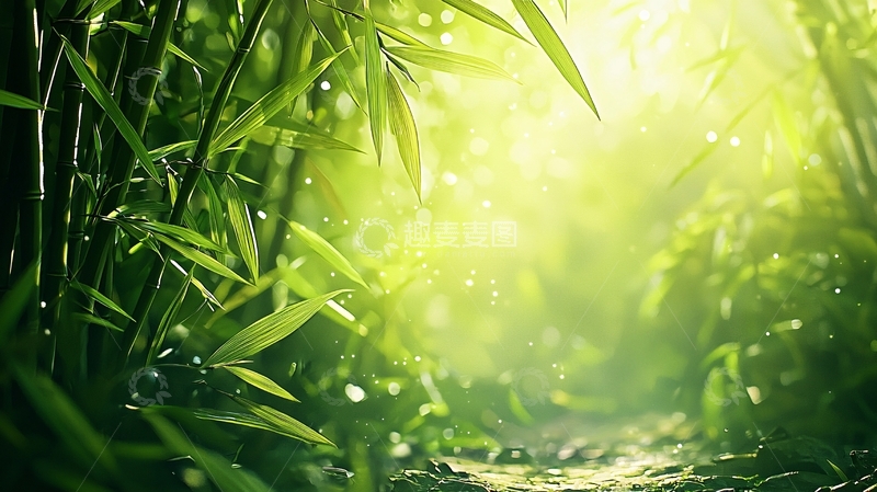 高清大图下载【趣麦麦图】竹林光影高清图片