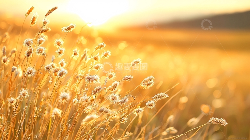 高清大图下载【趣麦麦图】金色麦田夕阳美景