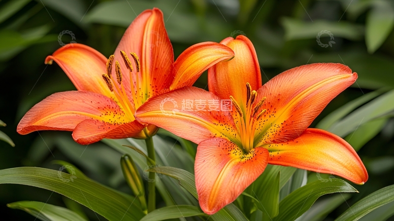 高清大图下载【趣麦麦图】橙色百合花特写