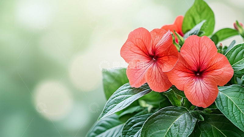 高清大图下载【趣麦麦图】橘红色凤仙花特写