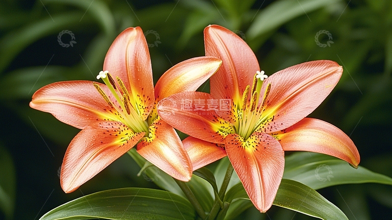高清大图下载【趣麦麦图】-两朵橙色百合特写