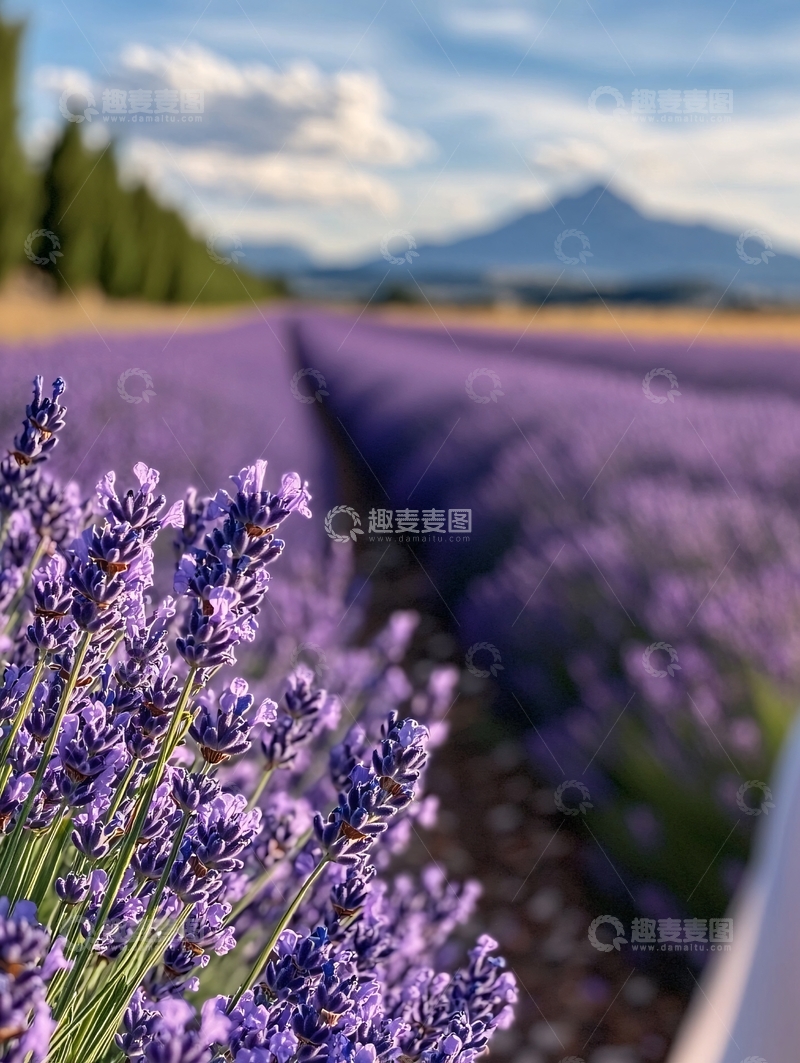 高清大图下载【趣麦麦图】紫色薰衣草田野远山