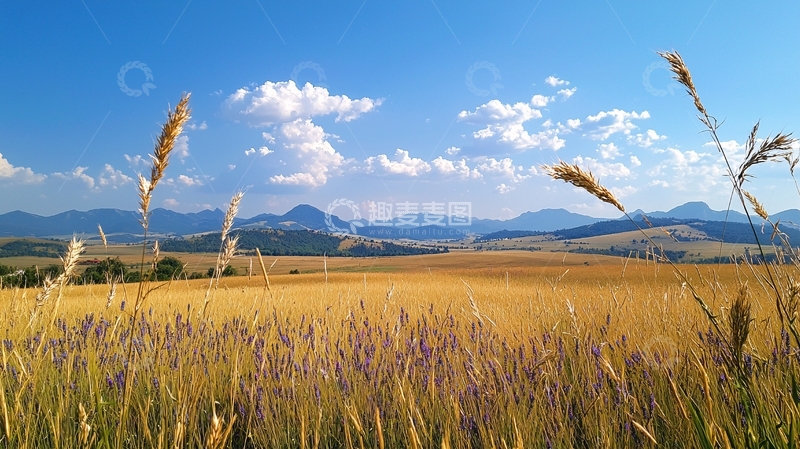 高清大图下载【趣麦麦图】金黄色麦田与山脉远景