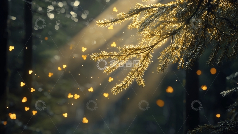 高清大图下载【趣麦麦图】冬日森林中的光与影