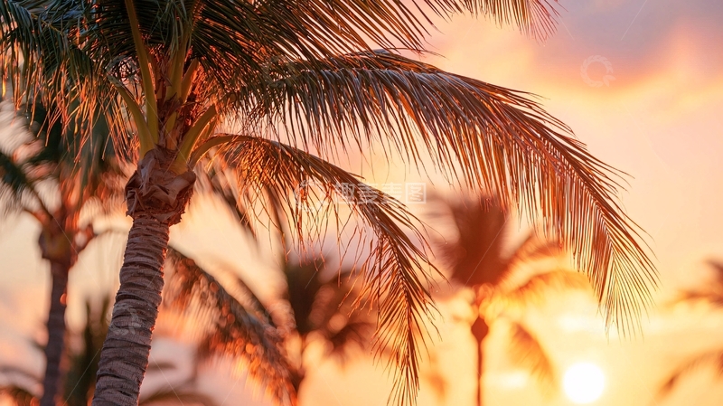 高清大图下载【趣麦麦图】夕阳下的椰子树