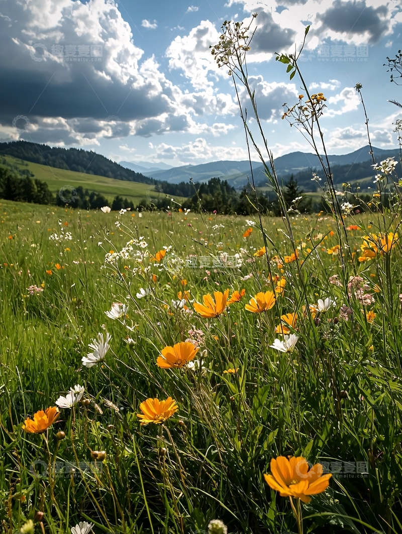 高清大图下载【趣麦麦图】鲜花遍野的山坡