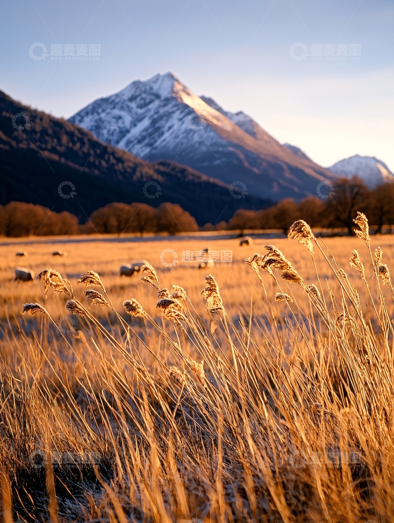 高清大图下载【趣麦麦图】雪山下的金色草地