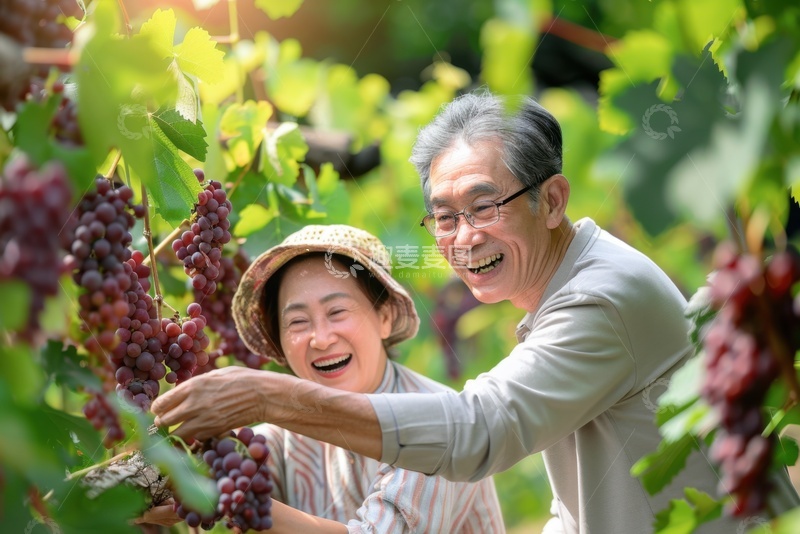 高清大图下载【趣麦麦图】葡萄园里摘葡萄的老人