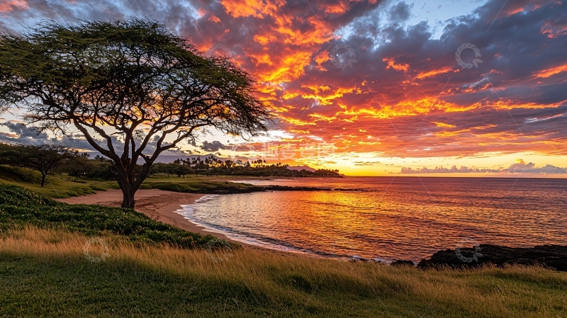 高清大图下载【趣麦麦图】夕阳下的海滩树影