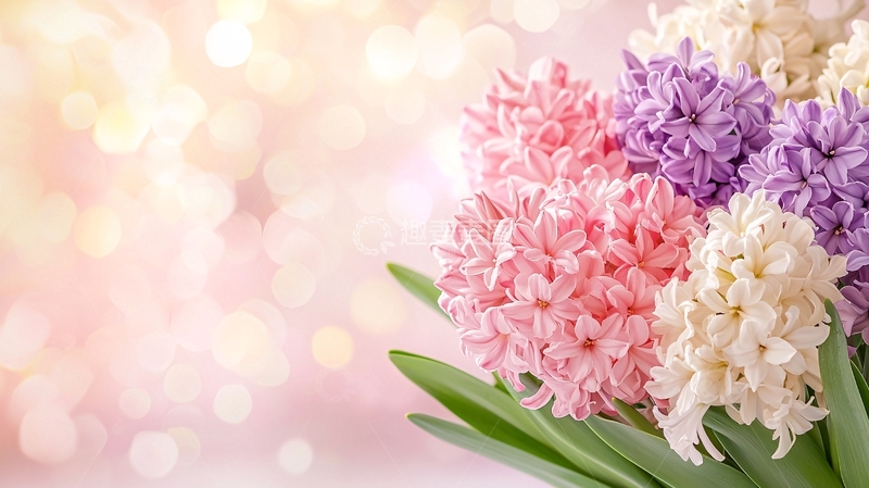 高清大图下载【趣麦麦图】风信子花束高清图片