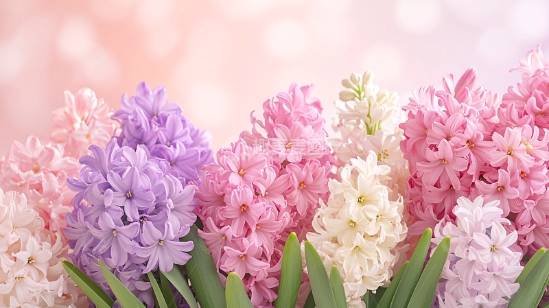 高清大图下载【趣麦麦图】粉色风信子花束特写