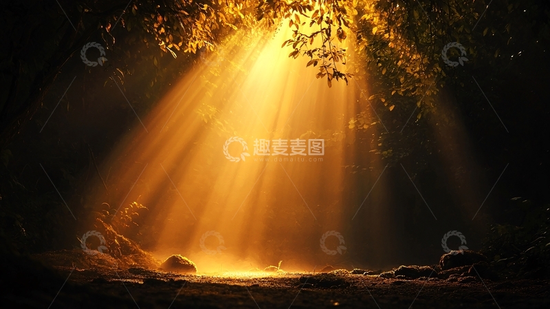 高清大图下载【趣麦麦图】森林中的阳光穿透树叶