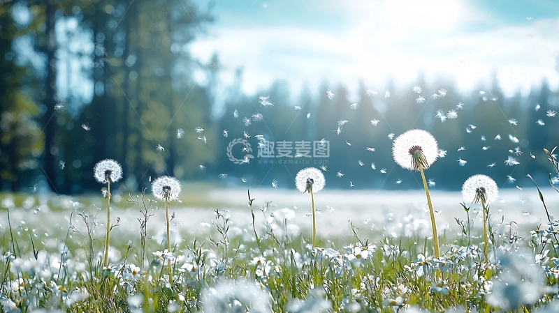 高清大图下载【趣麦麦图】蒲公英田野阳光明媚