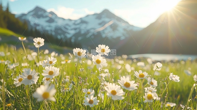 高清大图下载【趣麦麦图】雏菊盛开的雪山草地