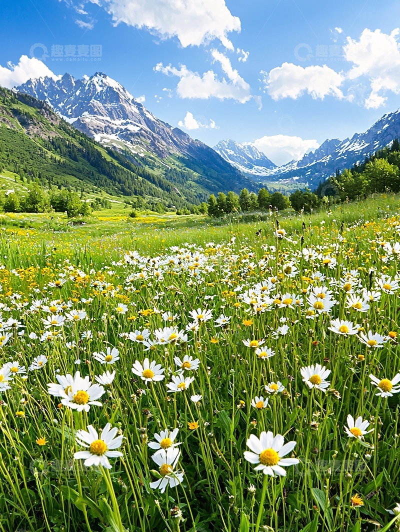高清大图下载【趣麦麦图】鲜花盛开的草地