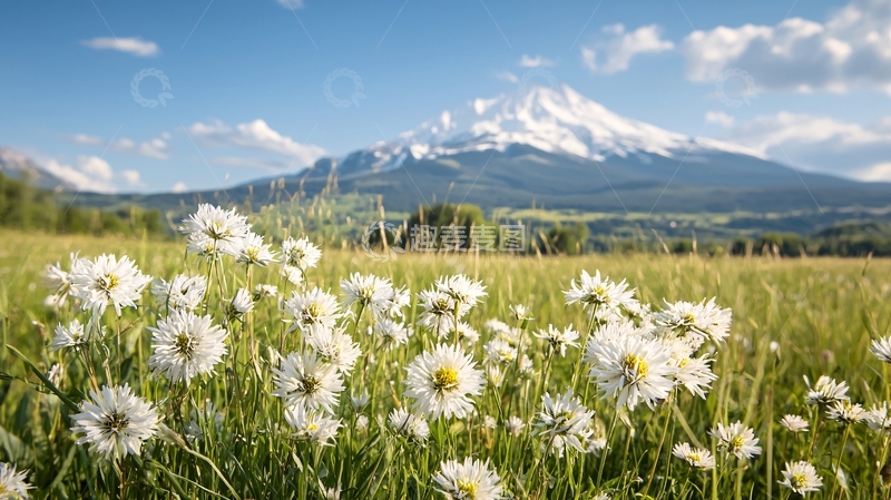 高清大图下载【趣麦麦图】雪山下的蒲公英草地