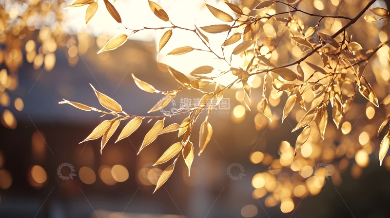 高清大图下载【趣麦麦图】秋日阳光下的金色树叶