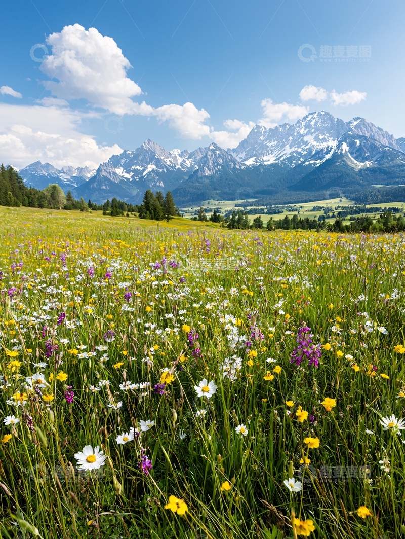 鲜花盛开的草地