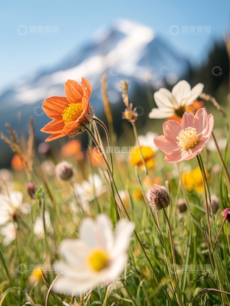 高清大图下载【趣麦麦图】鲜花与远山相映成趣