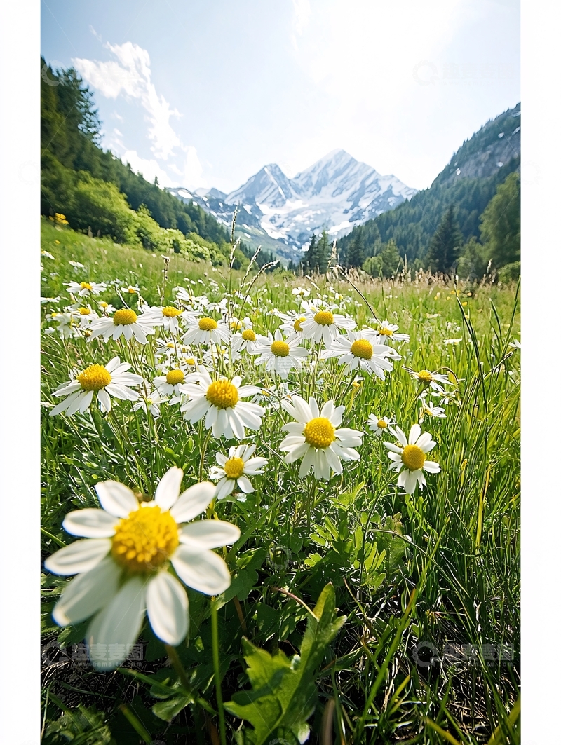 高清大图下载【趣麦麦图】雏菊盛开的山野风光