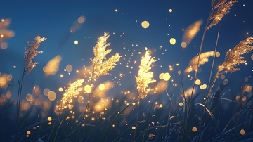 夜色中的草丛光斑