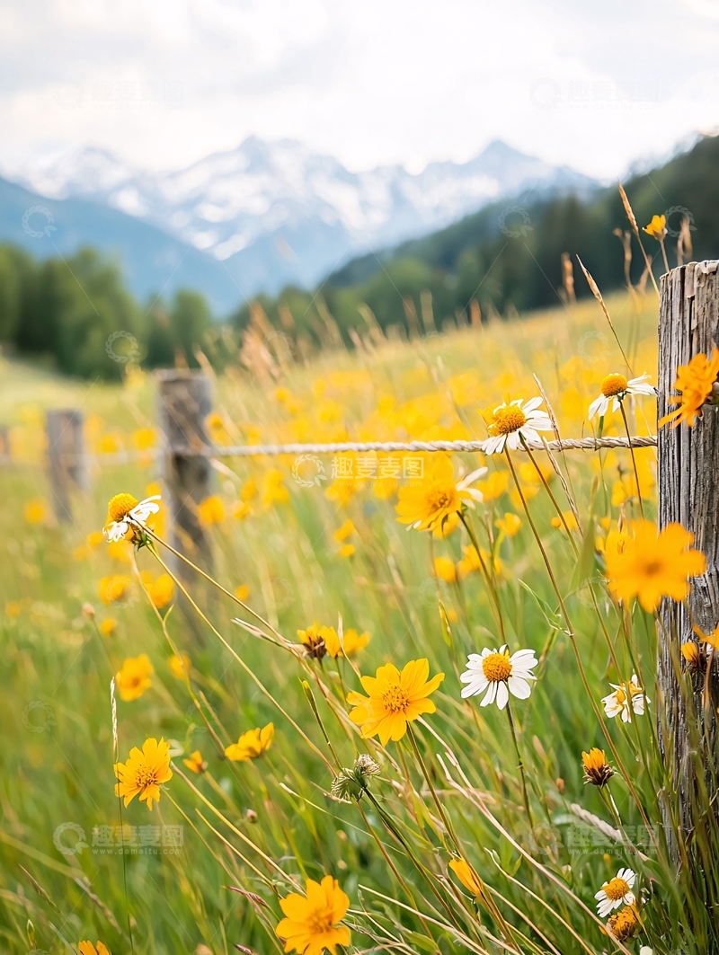高清大图下载【趣麦麦图】田野花朵雪山风景如画