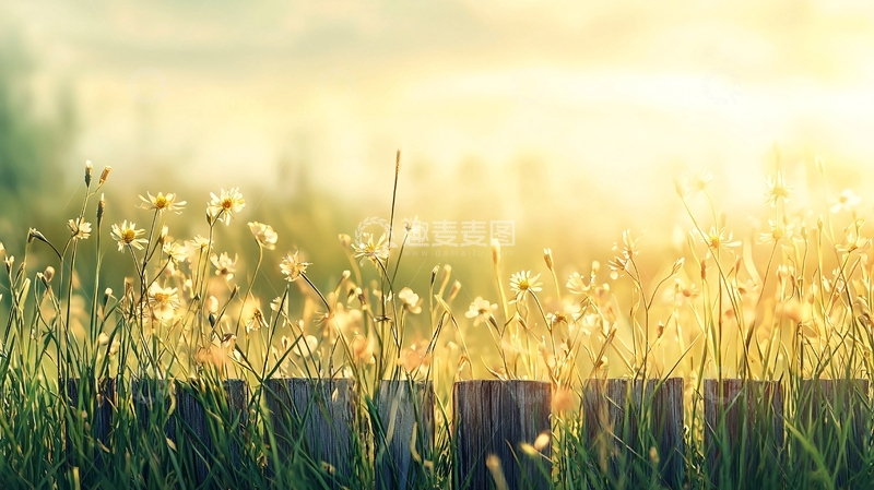 高清大图下载【趣麦麦图】金色阳光下的田野