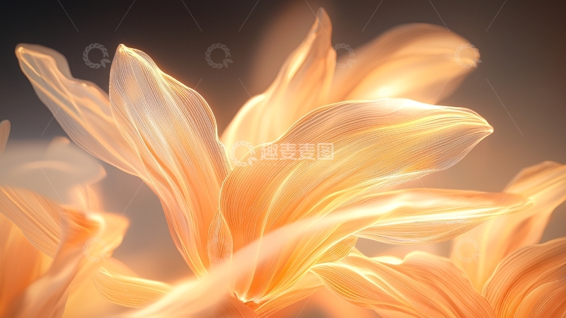 高清大图下载【趣麦麦图】光影交织的花瓣艺术
