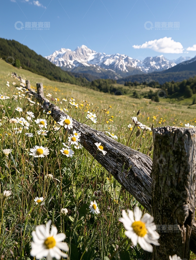 高清大图下载【趣麦麦图】鲜花盛开的山地风景