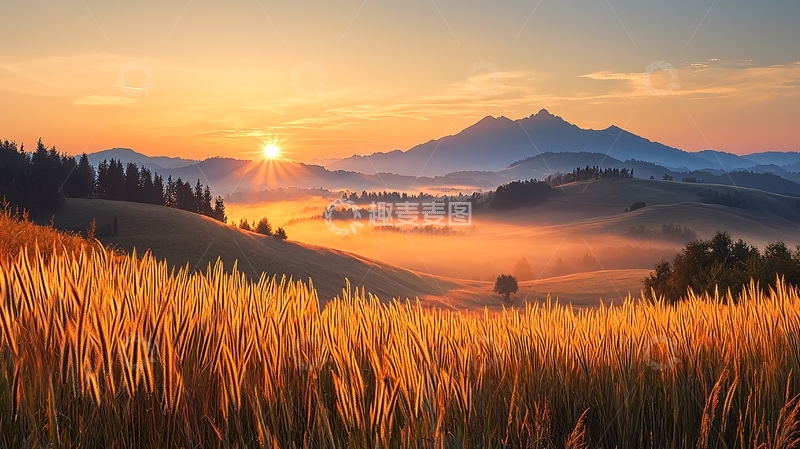 高清大图下载【趣麦麦图】晨曦山野金麦田