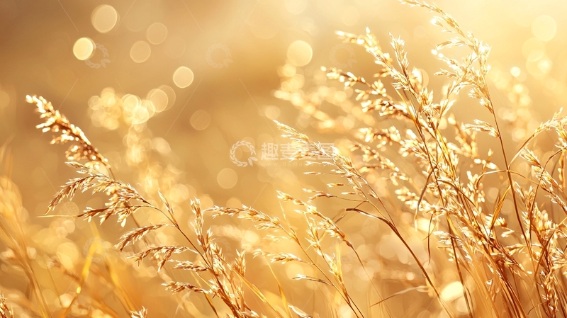 高清大图下载【趣麦麦图】金色麦田夕阳光辉
