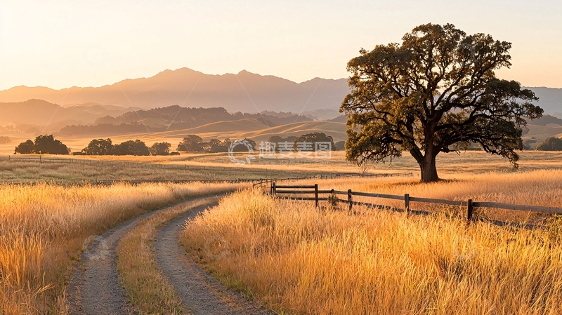 高清大图下载【趣麦麦图】夕阳下的乡村小路与孤树