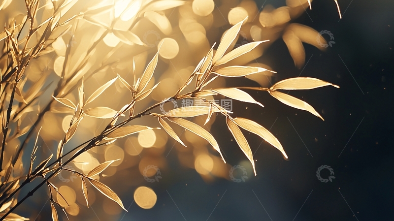 高清大图下载【趣麦麦图】秋日阳光下的竹叶