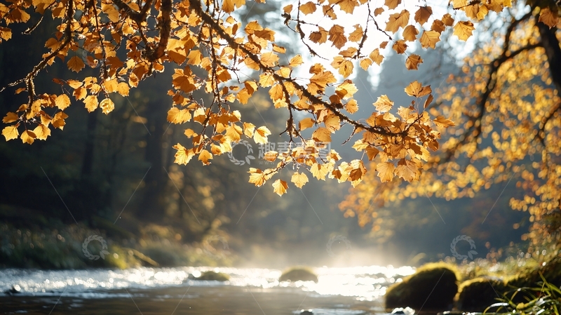 高清大图下载【趣麦麦图】秋日阳光下的河流与树叶