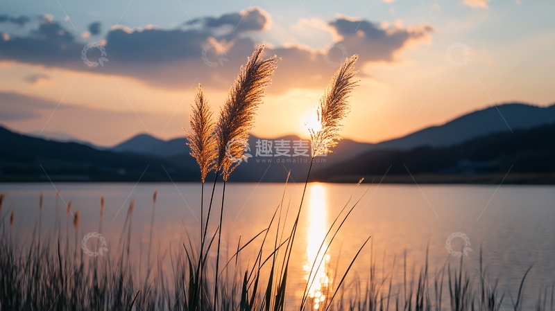 高清大图下载【趣麦麦图】夕阳下的芦苇与湖面
