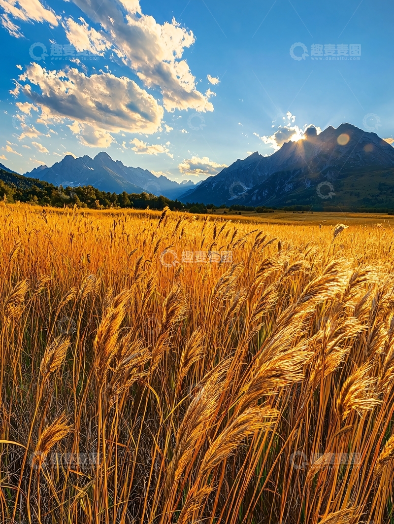 高清大图下载【趣麦麦图】金色麦田与雪山日落