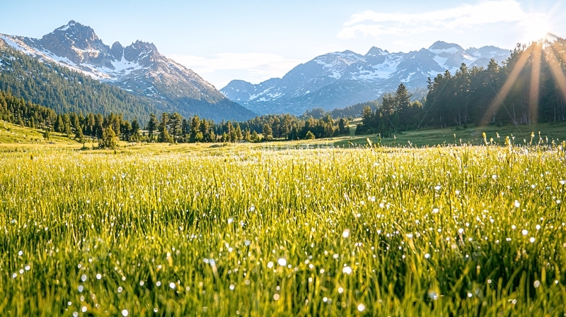 高清大图下载【趣麦麦图】山间草地露珠阳光