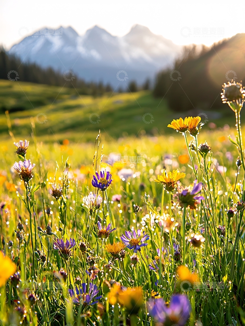 高清大图下载【趣麦麦图】山间野花盛开的美景