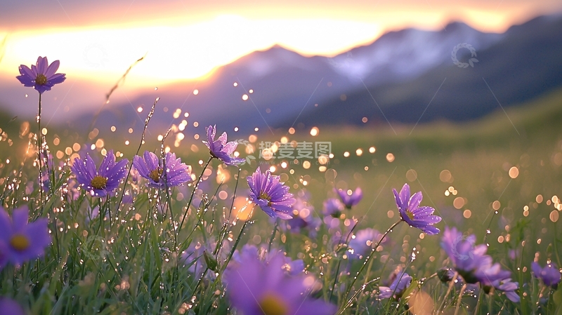 高清大图下载【趣麦麦图】晨光中的紫色野花