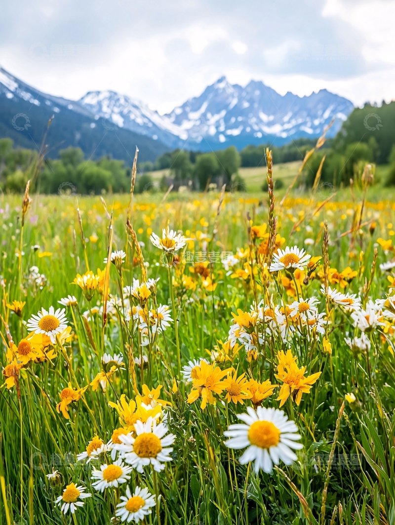 高清大图下载【趣麦麦图】山间野花盛开风景