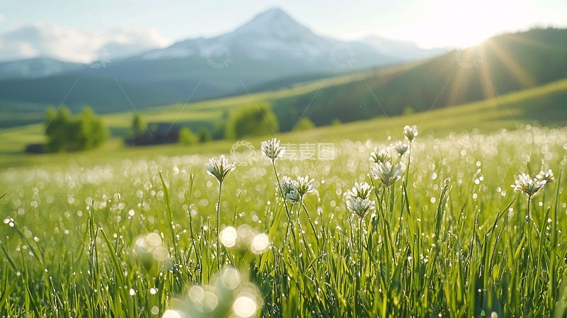 高清大图下载【趣麦麦图】晨露中的草地与远山