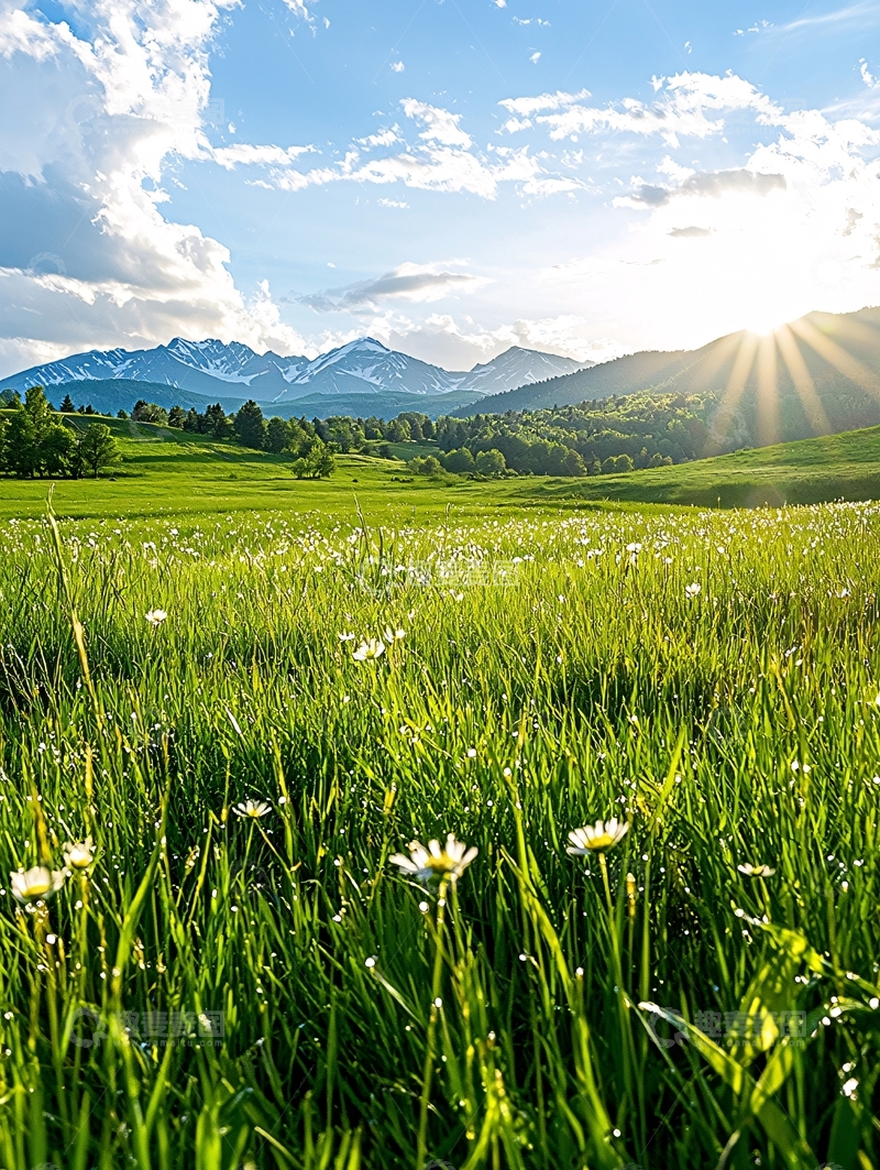高清大图下载【趣麦麦图】山间草地上的阳光与野花