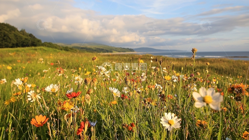 高清大图下载【趣麦麦图】野花盛开的海边草地