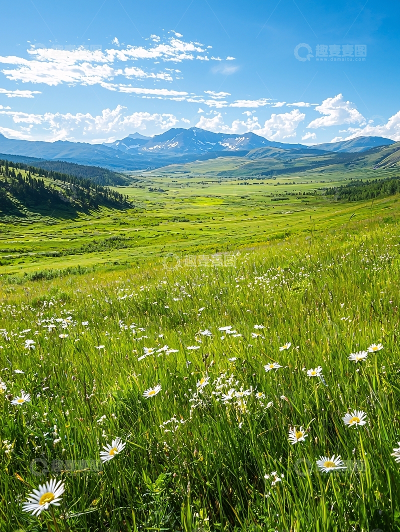 高清大图下载【趣麦麦图】夏日山间草地与野花