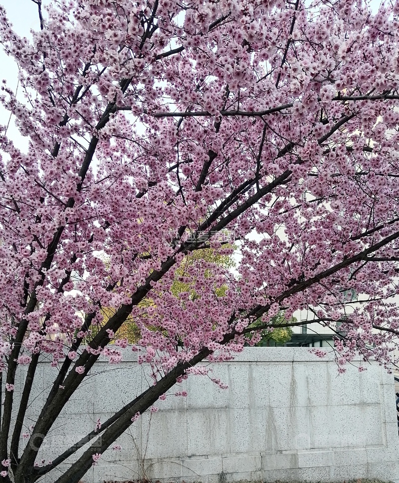 高清大图下载【趣麦麦图】春天的海棠花2