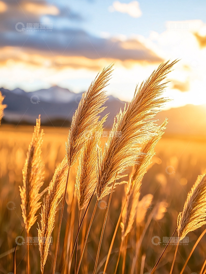 高清大图下载【趣麦麦图】夕阳下的麦田风景