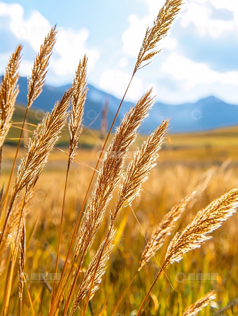 高清大图下载【趣麦麦图】秋日田野上的麦穗