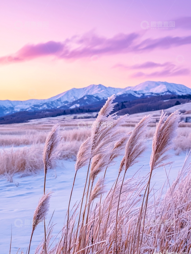 高清大图下载【趣麦麦图】冬日雪山下的芦苇