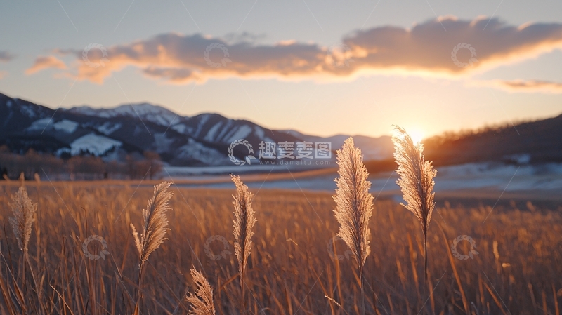 高清大图下载【趣麦麦图】夕阳下的雪山与芦苇
