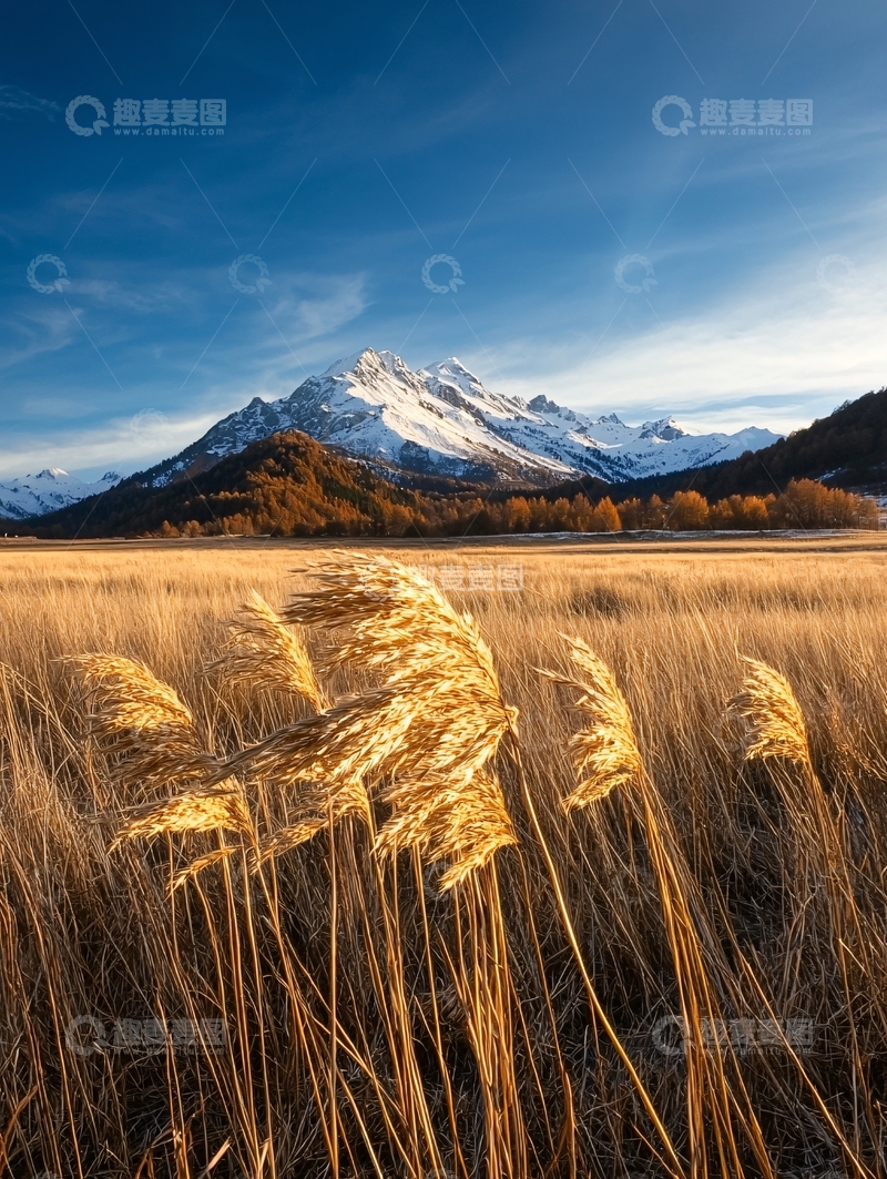 高清大图下载【趣麦麦图】秋日山野金黄麦田